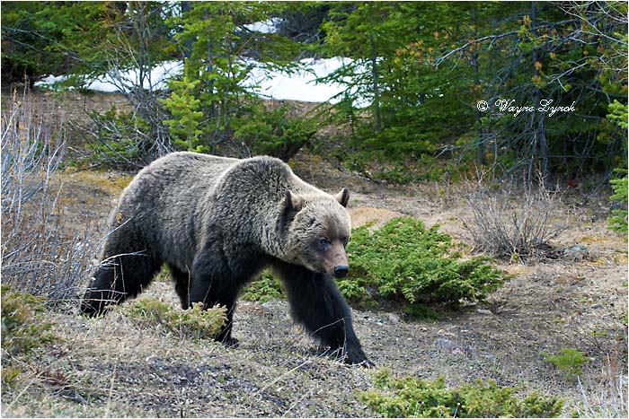 Mountain Grizzly Bear 109 by Dr. Wayne Lynch ©